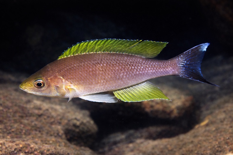 Cyprichromis coloratus 'Mbita Island'